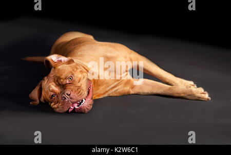 Un marrone bordeaux dogge sdraiato e guardando alla telecamera, sfondo nero Foto Stock