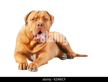 Un marrone bordeaux dogge giace e guarda verso la telecamera, sfondo isolato Foto Stock