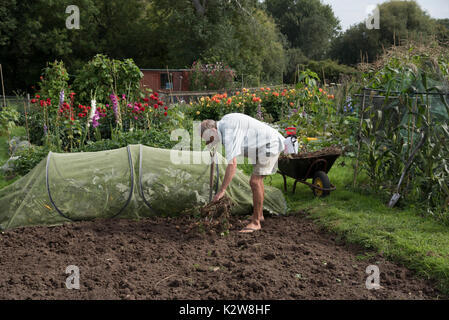 Giardiniere raccolta di patate da un riparto in Inghilterra, Regno Unito Foto Stock