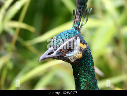 Maschio verde asiatici pavone o Java peafowl (Pavo muticus), primo piano della testa, visto di profilo Foto Stock