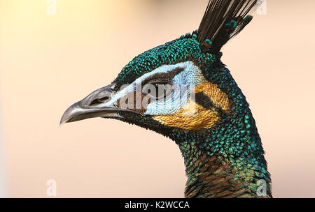 Maschio verde asiatici pavone o Java peafowl (Pavo muticus), primo piano della testa, visto di profilo Foto Stock