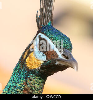 Maschio verde asiatici pavone o Java peafowl (Pavo muticus), primo piano della testa, visto di profilo Foto Stock