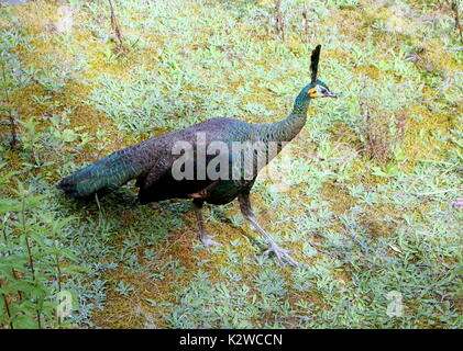 Femmina verde asiatici pavone o Java peafowl (Pavo muticus). Foto Stock