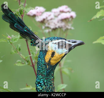 Maschio verde asiatici pavone o Java peafowl (Pavo muticus), primo piano della testa, visto di profilo Foto Stock