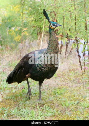 Femmina verde asiatici pavone o Java peafowl (Pavo muticus). Foto Stock