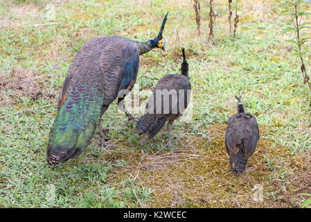 Femmina verde asiatici Peahen o Java peafowl (Pavo muticus) con due dei suoi pulcini Foto Stock