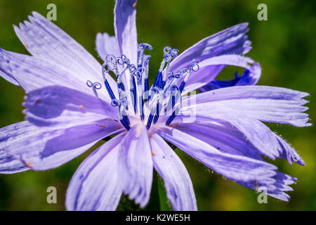 Millefiori blu Trovato sulla cima della montagna - chiamato anche : Blu Daisy, blu tarassaco, Coffeeweed, Fiordaliso, Hendibeh. Macro di stame con Afidi. Foto Stock