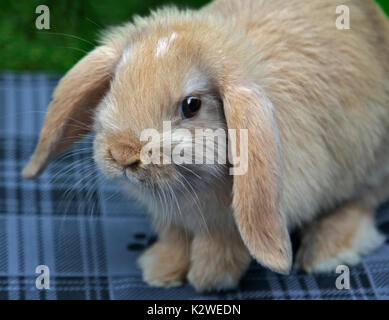 Baby e Mini Lop Rabbit Doe Foto Stock