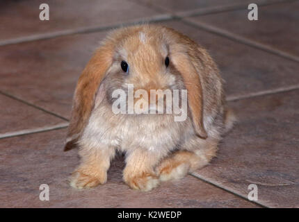 Baby e Mini Lop Rabbit Doe Foto Stock