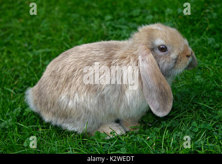 Baby e Mini Lop Rabbit Doe Foto Stock