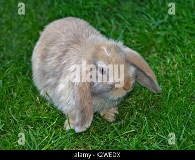 Baby e Mini Lop Rabbit Doe Foto Stock