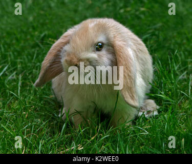 Baby e Mini Lop Rabbit Doe Foto Stock