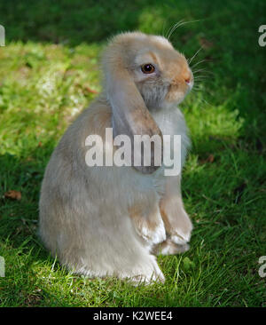 Baby e Mini Lop Rabbit Doe Foto Stock