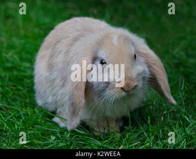 Baby e Mini Lop Rabbit Doe Foto Stock