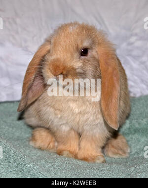 Baby e Mini Lop Rabbit Doe Foto Stock