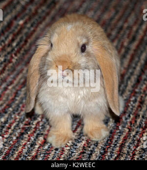 Baby e Mini Lop Rabbit Doe Foto Stock