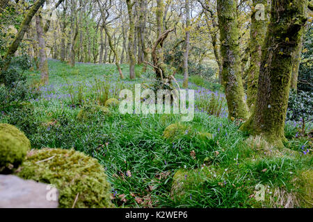 Iconico autunno vista sul Tarn Hows, Parco Nazionale del Distretto dei Laghi, Cumbria, England, Regno Unito Foto Stock