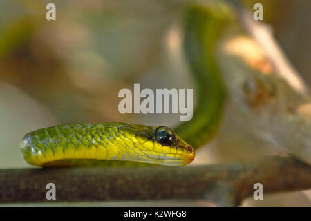 A due teste Sipo (Chironius bicarinatus), copia presi in libertà Foto Stock