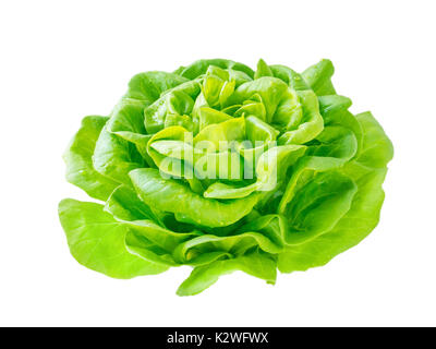 Insalata di lattuga testa rosette con gocce d'acqua vista laterale isolato su bianco Foto Stock