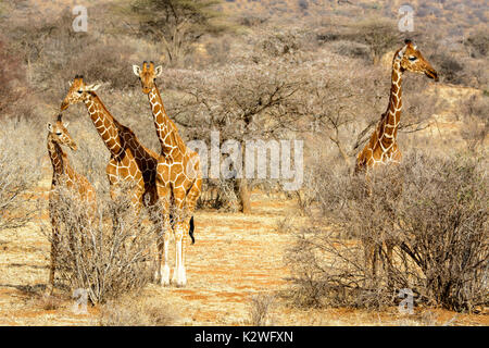 Quattro le giraffe reticolate, Giraffa camelopardalis reticulata, adulti e bambini, guardando la telecamera, Bufalo Springs Game Reserve, Kenya, Africa Foto Stock