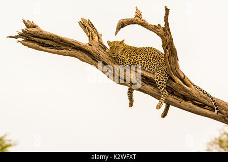 Solitario Leopard africani, Panthera pardus, appoggiato su un ramo di albero con gambe penzolanti, il Bufalo Springs riserva nazionale, Kenya, Africa orientale Foto Stock