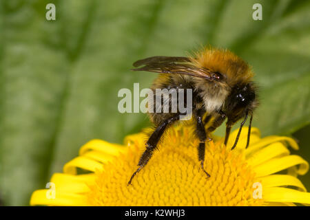 Lavoratore della carda comune bee, Bombus pascuorum, alimentando il comune, fleabane Pulicaria dysenterica Foto Stock