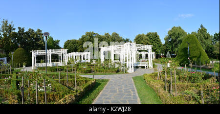La città di Timisoara Romania Roses il parco giardino panorama Foto Stock