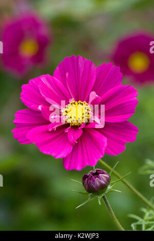 Cosmos bipinnatus 'doppio clic Cranberries' fiore nel giardino. Foto Stock
