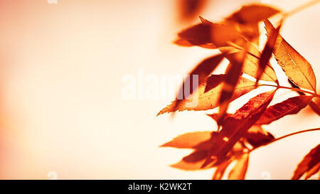 Asciugare le foglie di autunno contorno su sfondo beige, vecchio grunge orange fogliame, cambiamento di natura, foto con copia spazio, caduta stagione concept Foto Stock