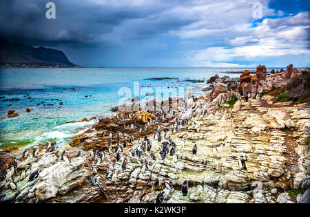 Un paesaggio fantastico di Betty's Bay, molti pinguini sul sassoso costa vicino Oceano Atlantico, bella natura selvaggia del Sud Africa Foto Stock
