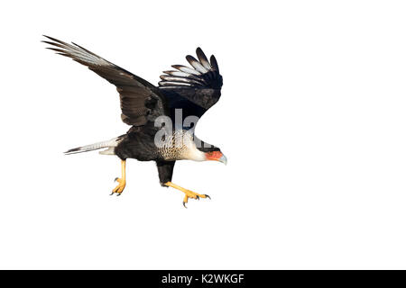 Decollo della caracara crestata settentrionale (Caracara plancus), isolata su sfondo bianco. Foto Stock