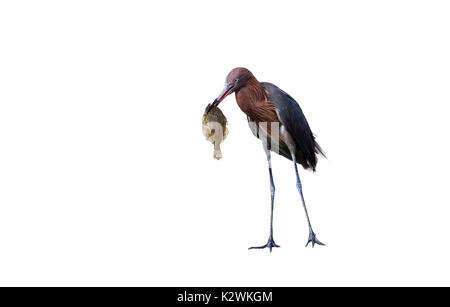 Reddish garzetta (Egretta rufescens) mangiando una mattina di cattura - una passera pianuzza, isolato su sfondo bianco. Foto Stock