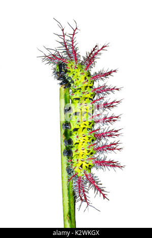 Caterpillar di Automeris metzli moth, isolato su sfondo bianco. Foto Stock