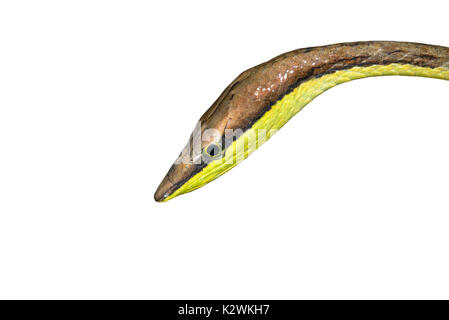 Vitigno messicano Snake (Oxybelis aeneus) ritratto, isolati su sfondo bianco. Foto Stock