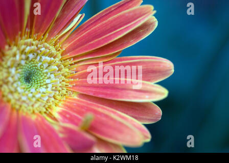 Le goccioline di acqua di rosa orange gerbera daisy Foto Stock