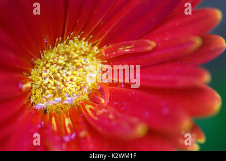 Le goccioline di acqua di rosa orange gerbera daisy Foto Stock