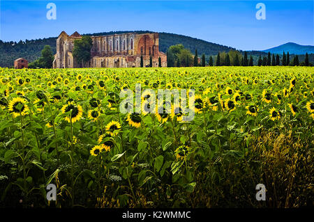 ITALIA, TOSCANA, COMUNI, PAESAGGI, COLTURE, FATTORIE, SCULTURE, FATTORIE, GIRASOLI, ETRUSCHI, Foto Stock