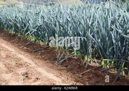 Porri crescente nel mercato campo giardino Foto Stock