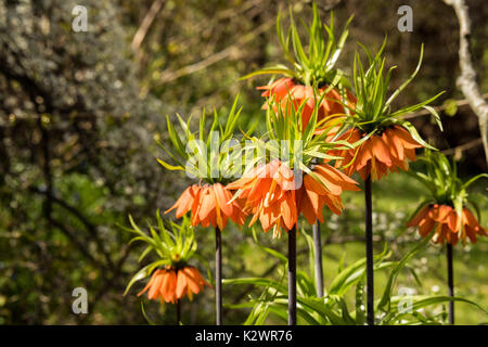 Fritillaria imperialis, corona imperiale, che ha i fiori d'arancio nel giardino in primavera Foto Stock
