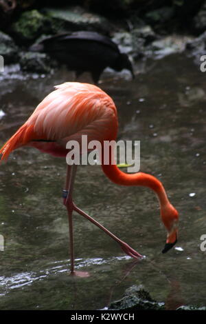 Fenicotteri rosa di colore variabile dal rosa più leggero che sono vicine al bianco per un buio quasi rosso. Foto Stock