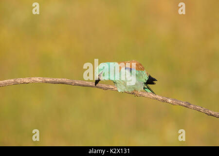 Rullo europea (Coracias garrulus), Adulto, becco di pulizia sul ramo, Vojvodina, Serbia, Giugno Foto Stock