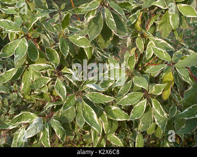 Cornus alba arbusto decorativo Foto Stock