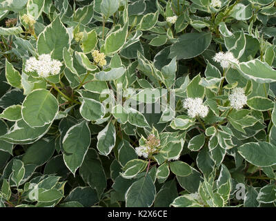Cornus alba arbusto decorativo Foto Stock