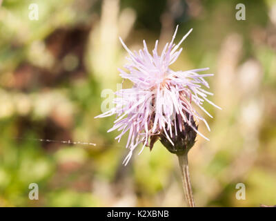 Latte di rosa fiori di cardo testa close up Silybum marianum; Inghilterra; Regno Unito Foto Stock