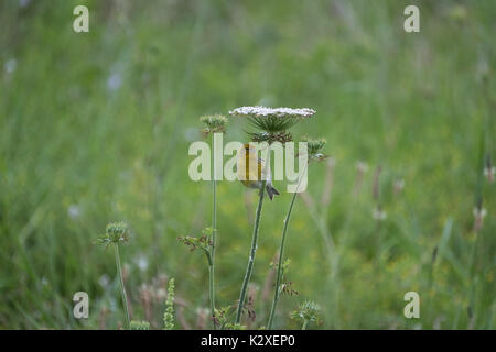 Un selvaggio (Canarie Serinus canaria) utilizzando un fiore al riparo dalla pioggia in Pico Island, Azzorre. Foto Stock