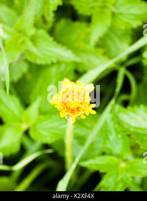 Close up chiusa gialla tarassaco fiore singolo sfondo verde Taraxacum; Inghilterra; Regno Unito Foto Stock