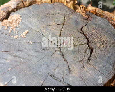 Close up di cricche nel tagliare il moncone di tronco di albero; Inghilterra; Regno Unito Foto Stock