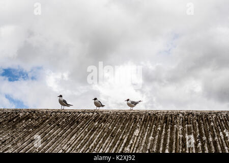 Tre Gabbiani in piedi in formazione su un tetto di tegole contro un cielo nuvoloso Foto Stock