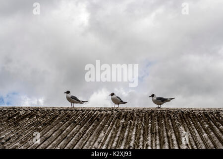 Tre Gabbiani in piedi in formazione su un tetto di tegole contro un cielo nuvoloso Foto Stock