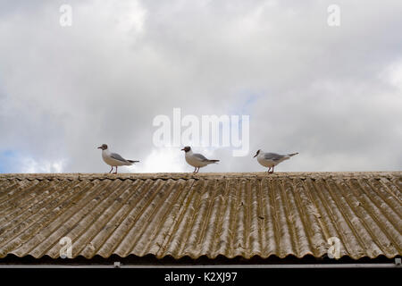 Tre Gabbiani in piedi in formazione su un tetto di tegole contro un cielo nuvoloso Foto Stock